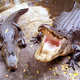 Alligators exhibit the potential to inflict serious harm, regardless of the blood-alcohol levels of their victims.